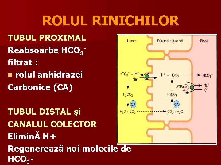 ROLUL RINICHILOR TUBUL PROXIMAL Reabsoarbe HCO 3 filtrat : n rolul anhidrazei Carbonice (CA)