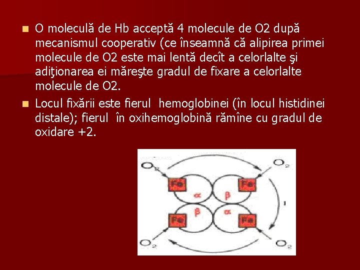 O moleculă de Hb acceptă 4 molecule de O 2 după mecanismul cooperativ (ce