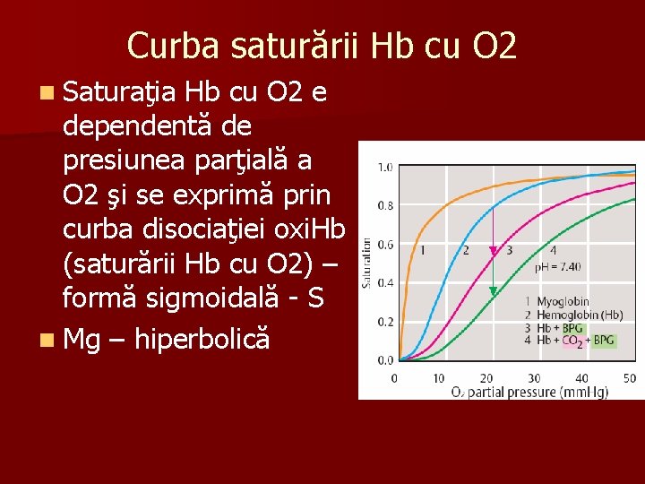 Curba saturării Hb cu O 2 n Saturaţia Hb cu O 2 e dependentă