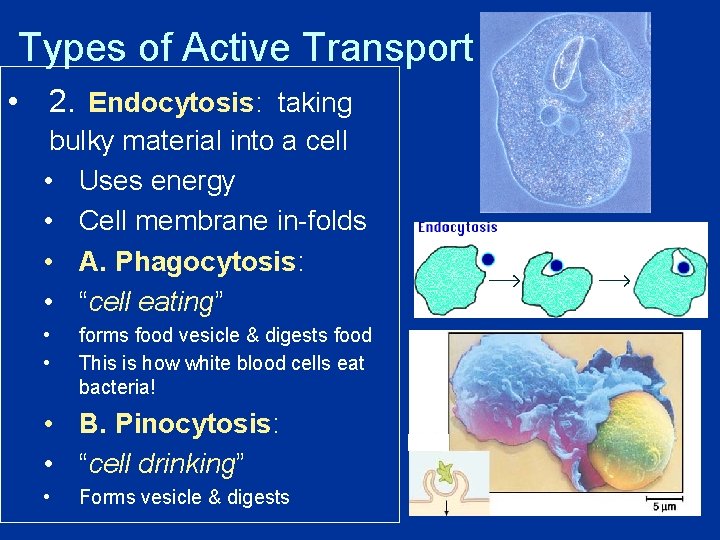 Types of Active Transport • 2. Endocytosis: taking bulky material into a cell •