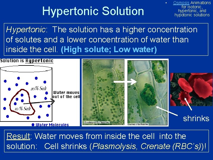 Hypertonic Solution • Osmosis Animations for isotonic, hypertonic, and hypotonic solutions Hypertonic: The solution