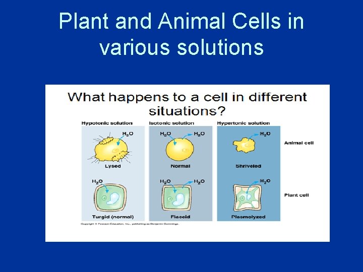 Plant and Animal Cells in various solutions 