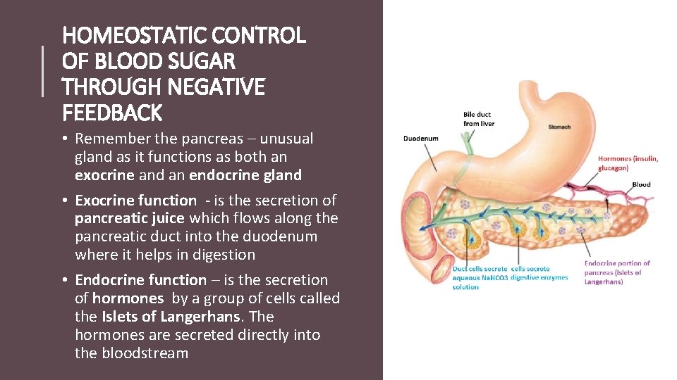 HOMEOSTATIC CONTROL OF BLOOD SUGAR THROUGH NEGATIVE FEEDBACK • Remember the pancreas – unusual