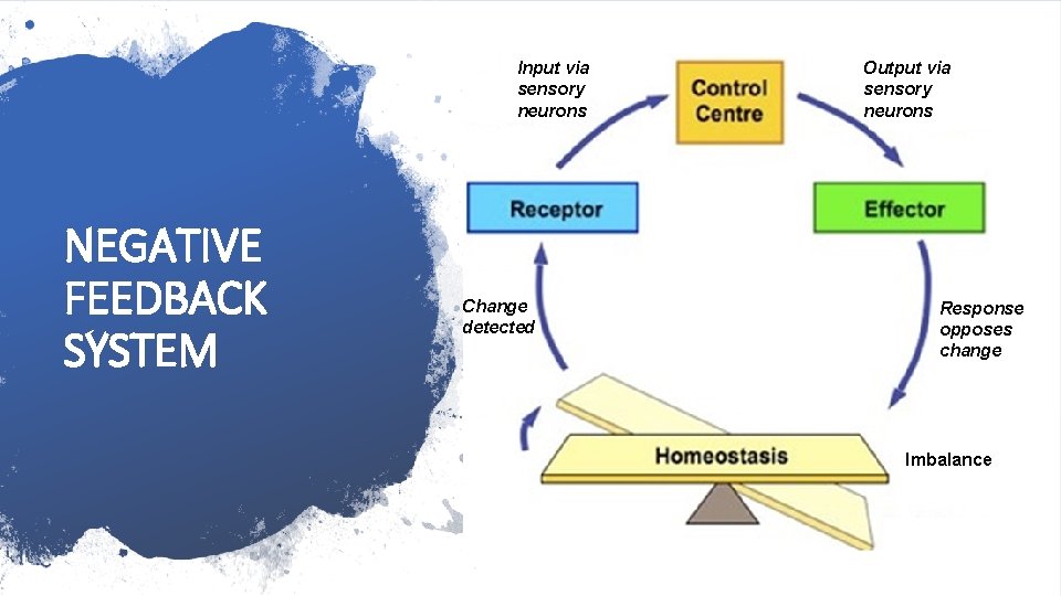 Input via sensory neurons NEGATIVE FEEDBACK SYSTEM Change detected Output via sensory neurons Response