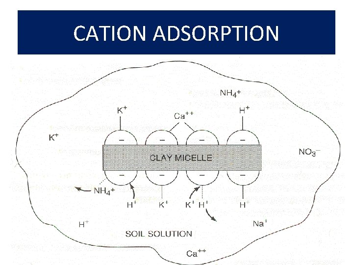 CATION ADSORPTION 