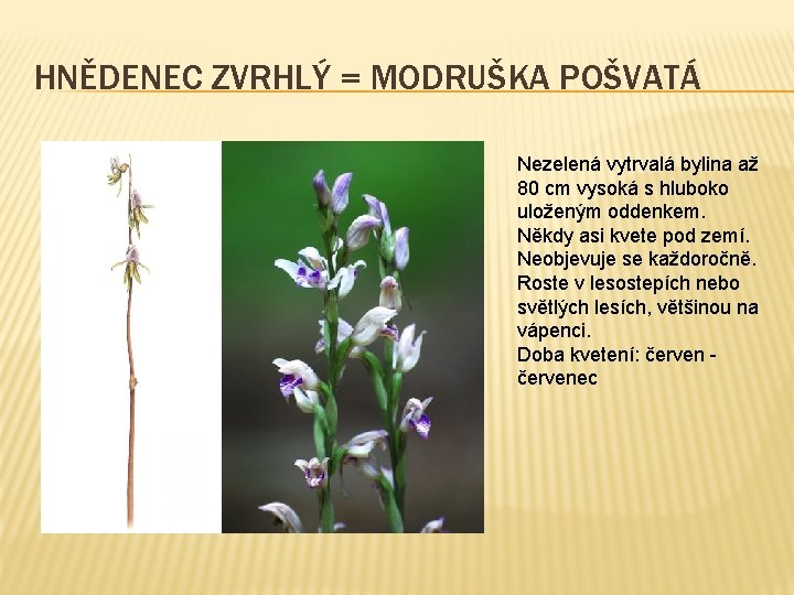 HNĚDENEC ZVRHLÝ = MODRUŠKA POŠVATÁ Nezelená vytrvalá bylina až 80 cm vysoká s hluboko