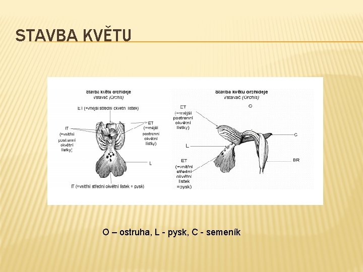 STAVBA KVĚTU O – ostruha, L - pysk, C - semeník 