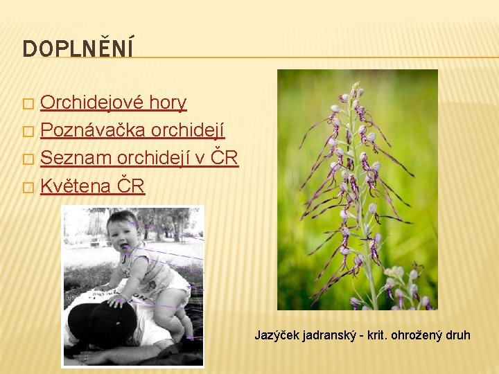 DOPLNĚNÍ Orchidejové hory � Poznávačka orchidejí � Seznam orchidejí v ČR � Květena ČR