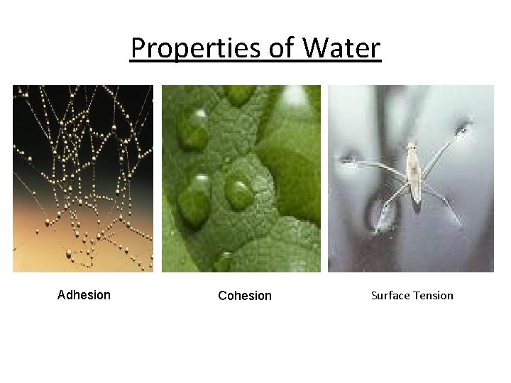 Properties of Water Adhesion Cohesion Surface Tension 