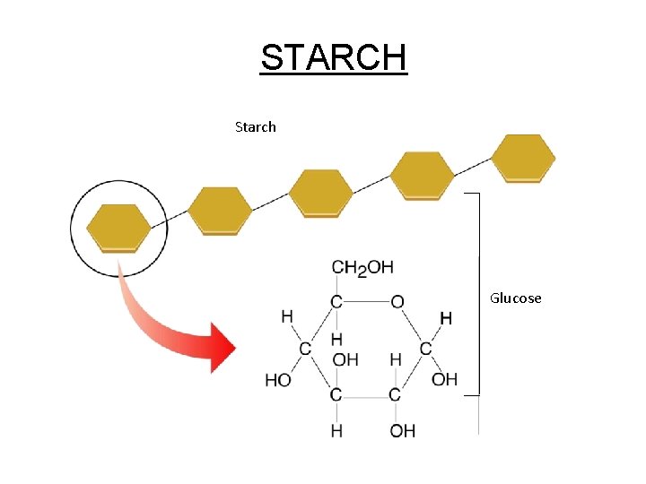 Figure 2 -13 A Starch Section 2 -3 STARCH Starch Glucose 