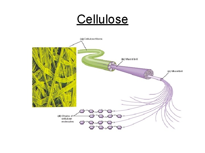 Cellulose 