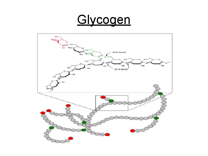 Glycogen 
