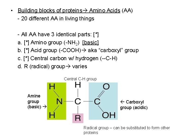  • Building blocks of proteins Amino Acids (AA) - 20 different AA in