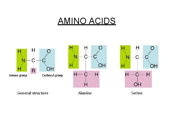 Figure 2 -16 Amino Acids Section 2 -3 Amino group AMINO ACIDS Carboxyl group
