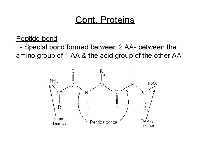 Cont. Proteins Peptide bond - Special bond formed between 2 AA- between the amino