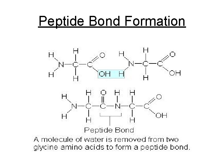Peptide Bond Formation 