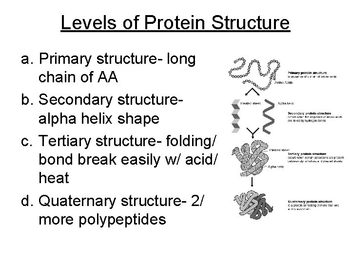 Levels of Protein Structure a. Primary structure- long chain of AA b. Secondary structurealpha
