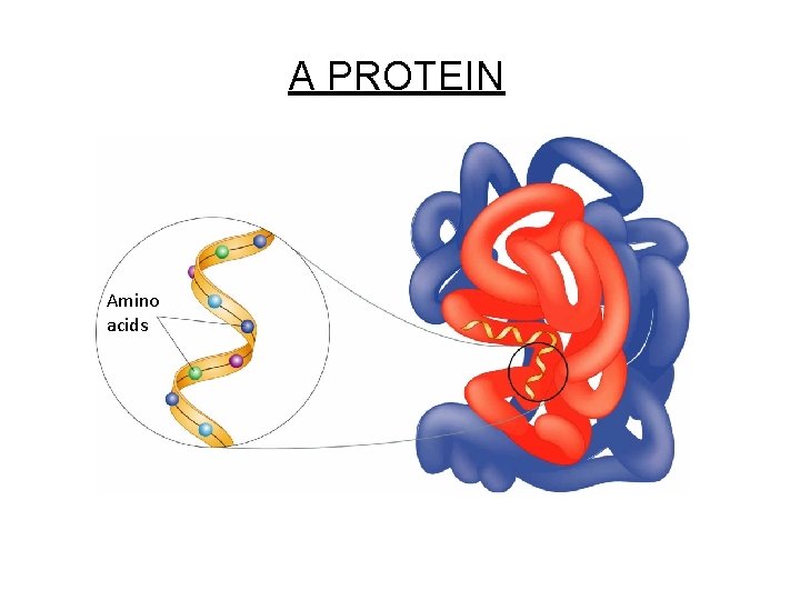 Figure 2 -17 A Protein Section 2 -3 Amino acids A PROTEIN 