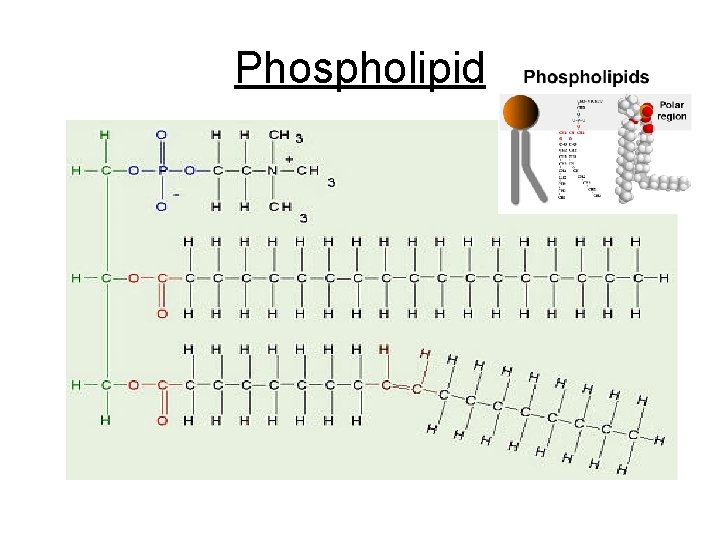 Phospholipid 