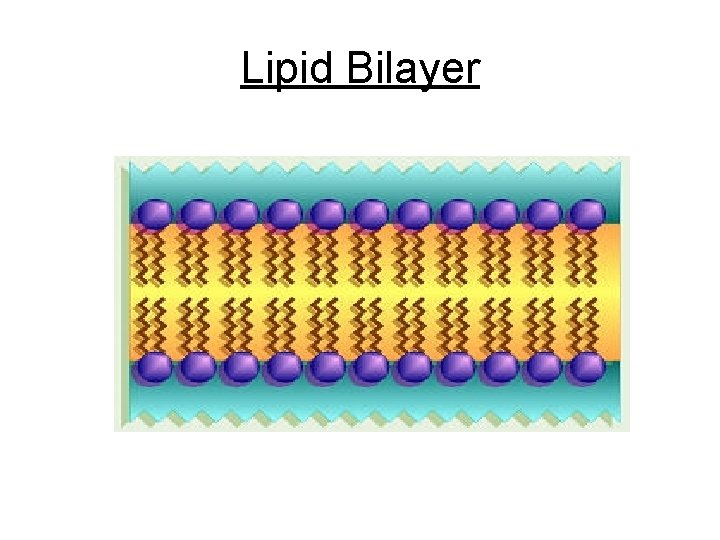 Lipid Bilayer 