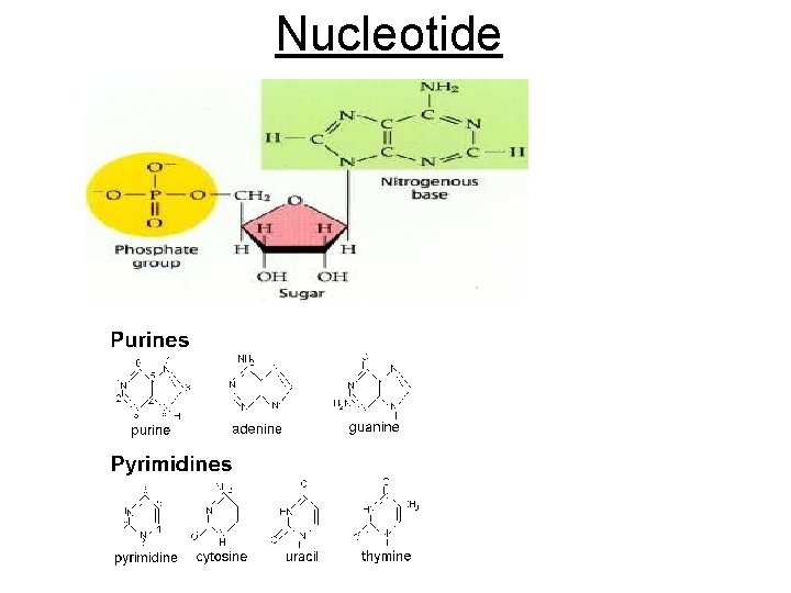 Nucleotide 