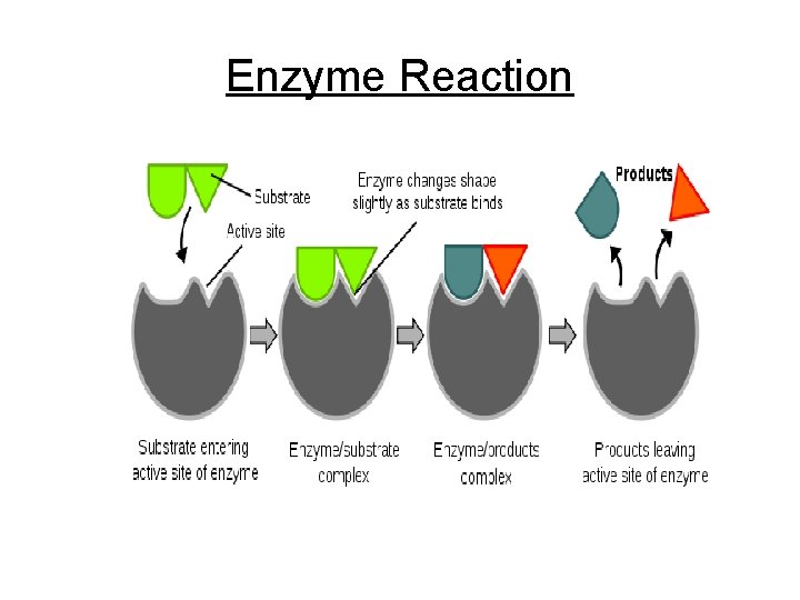 Enzyme Reaction 
