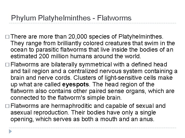 Phylum Platyhelminthes - Flatworms � There are more than 20, 000 species of Platyhelminthes.