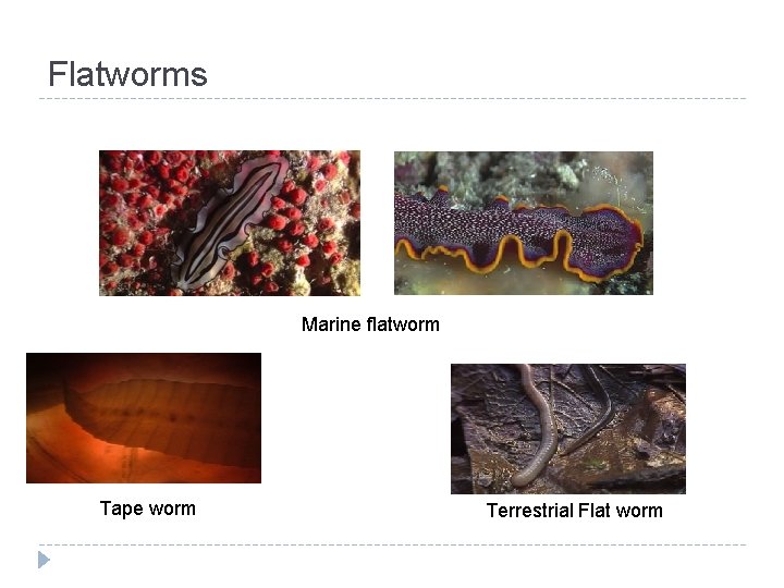 Flatworms Marine flatworm Tape worm Terrestrial Flat worm 