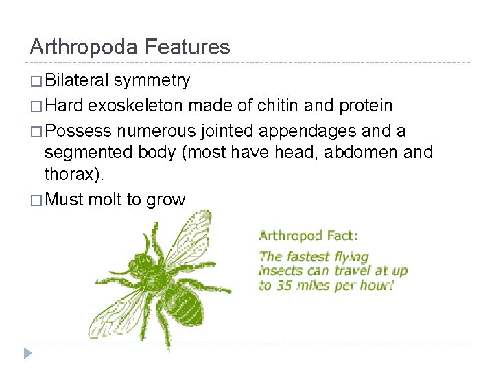 Arthropoda Features � Bilateral symmetry � Hard exoskeleton made of chitin and protein �