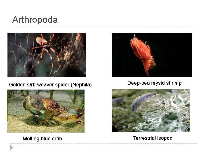 Arthropoda Golden Orb weaver spider (Nephila) Molting blue crab Deep-sea mysid shrimp Terrestrial isopod