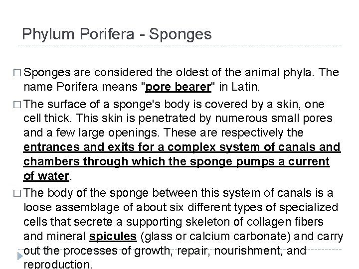 Phylum Porifera - Sponges � Sponges are considered the oldest of the animal phyla.