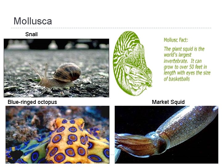 Mollusca Snail Blue-ringed octopus Market Squid 