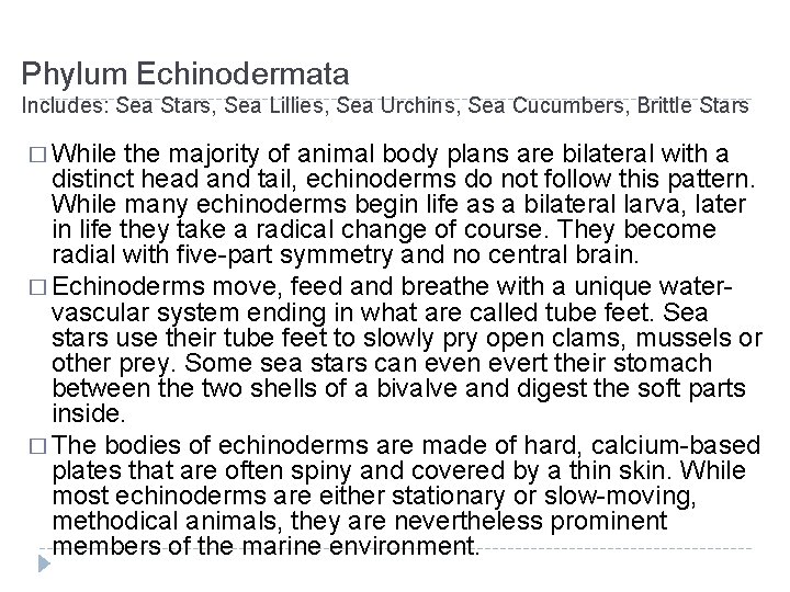 Phylum Echinodermata Includes: Sea Stars, Sea Lillies, Sea Urchins, Sea Cucumbers, Brittle Stars �