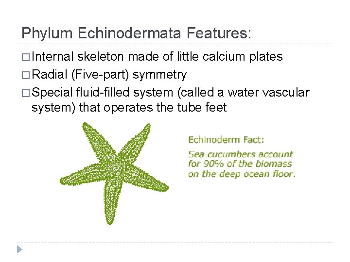 Phylum Echinodermata Features: � Internal skeleton made of little calcium plates � Radial (Five-part)