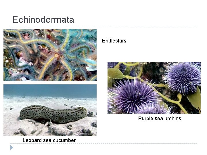 Echinodermata Brittlestars Purple sea urchins Leopard sea cucumber 