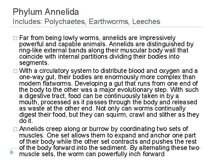 Phylum Annelida Includes: Polychaetes, Earthworms, Leeches � Far from being lowly worms, annelids are