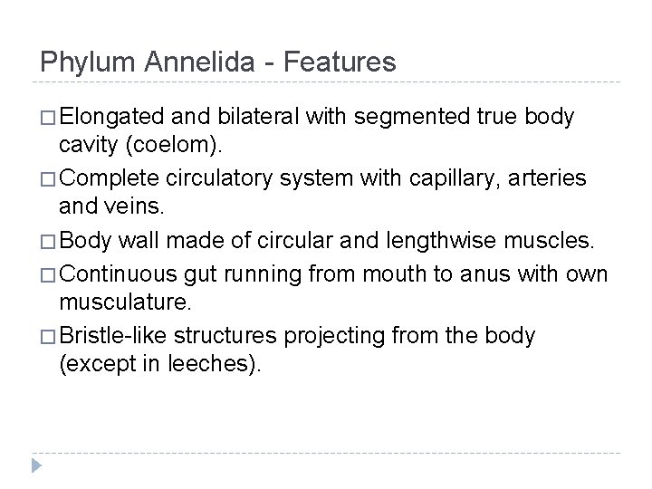 Phylum Annelida - Features � Elongated and bilateral with segmented true body cavity (coelom).