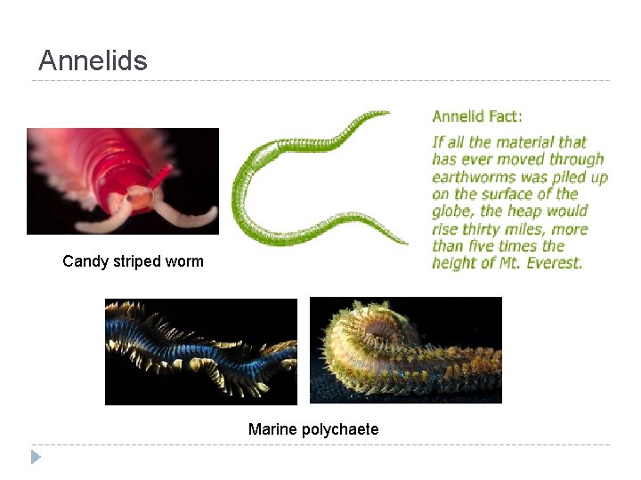 Annelids Candy striped worm Marine polychaete 