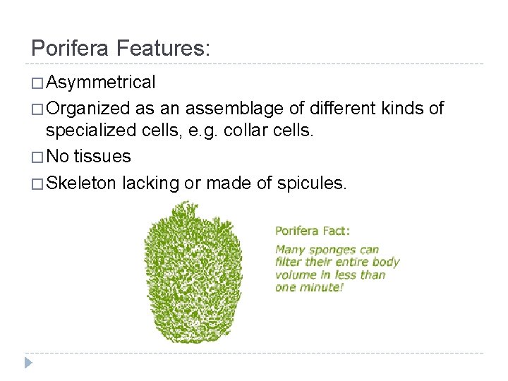 Porifera Features: � Asymmetrical � Organized as an assemblage of different kinds of specialized