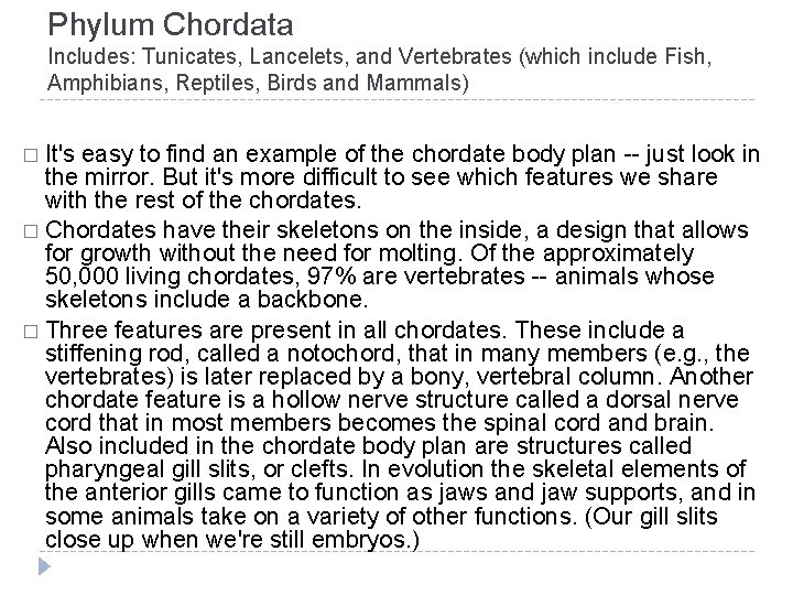 Phylum Chordata Includes: Tunicates, Lancelets, and Vertebrates (which include Fish, Amphibians, Reptiles, Birds and