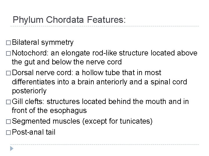 Phylum Chordata Features: � Bilateral symmetry � Notochord: an elongate rod-like structure located above
