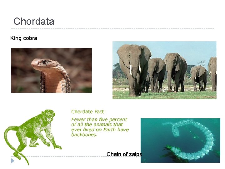 Chordata King cobra Chain of salps 