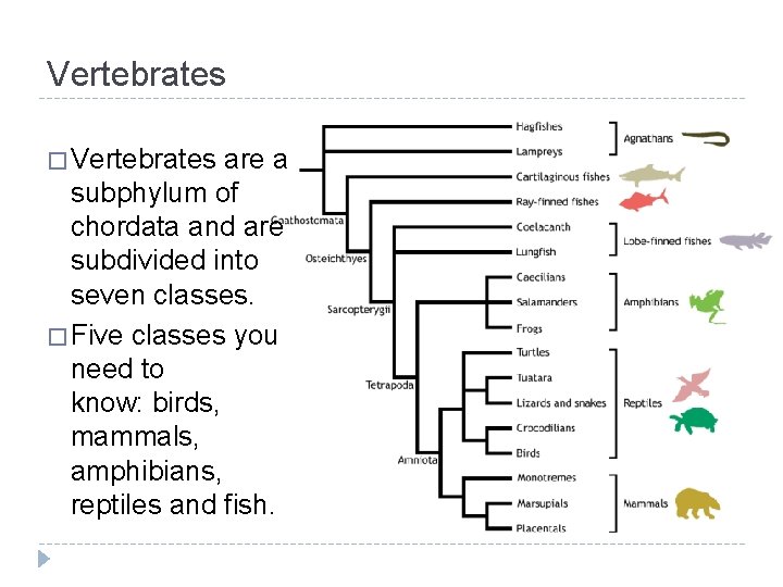 Vertebrates � Vertebrates are a subphylum of chordata and are subdivided into seven classes.