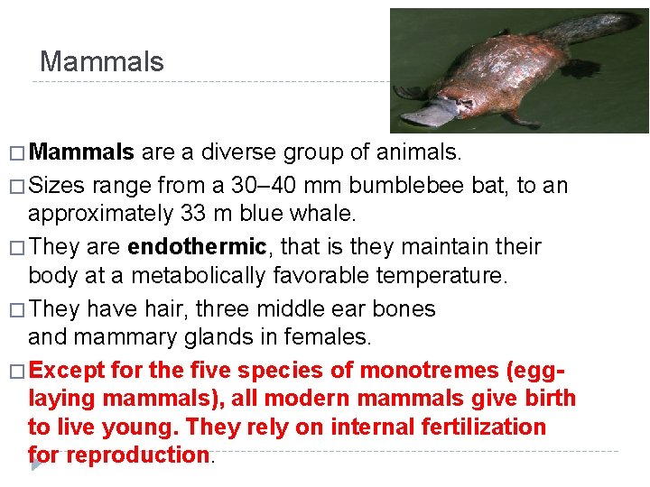 Mammals � Mammals are a diverse group of animals. � Sizes range from a