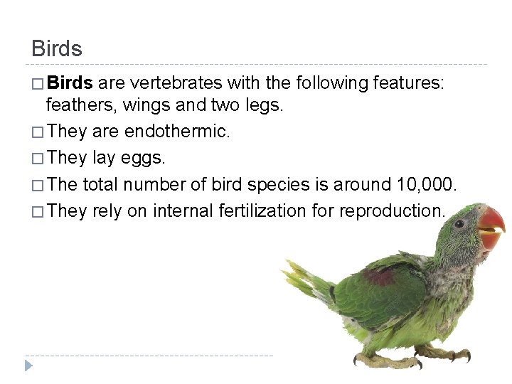 Birds � Birds are vertebrates with the following features: feathers, wings and two legs.