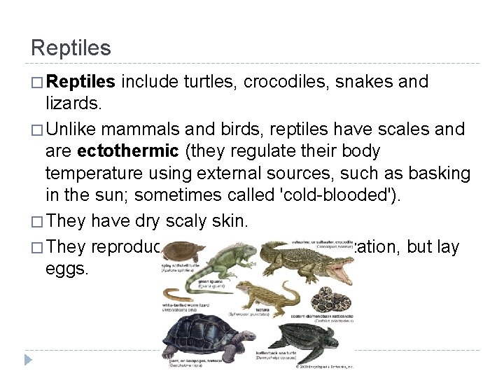 Reptiles � Reptiles include turtles, crocodiles, snakes and lizards. � Unlike mammals and birds,