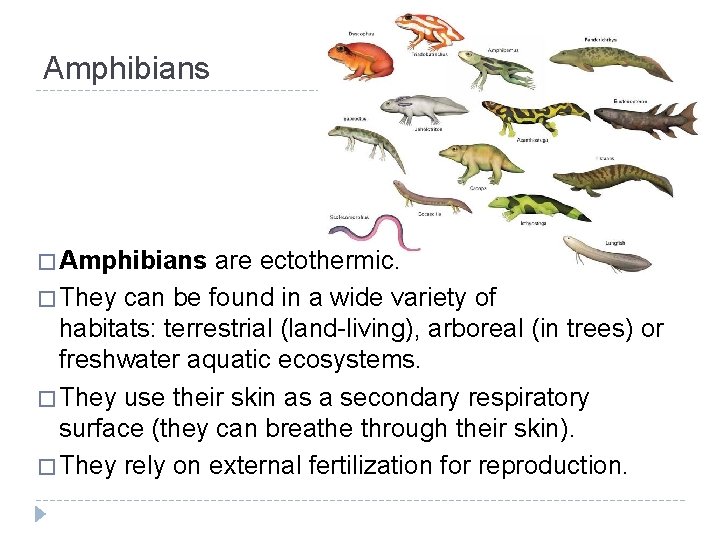 Amphibians � Amphibians are ectothermic. � They can be found in a wide variety