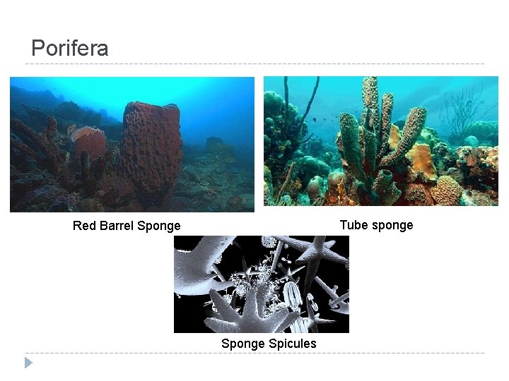 Porifera Tube sponge Red Barrel Sponge Spicules 