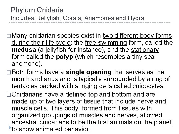 Phylum Cnidaria Includes: Jellyfish, Corals, Anemones and Hydra � Many cnidarian species exist in