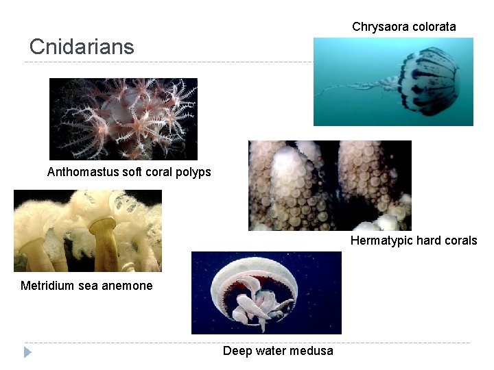 Chrysaora colorata Cnidarians Anthomastus soft coral polyps Hermatypic hard corals Metridium sea anemone Deep
